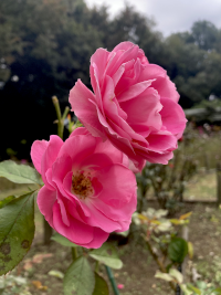 ばら,バラ,薔薇