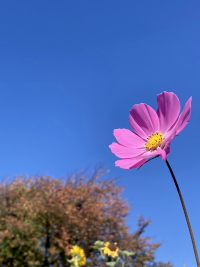 こすもす,秋桜,アキザクラ,コスモス