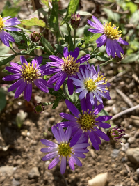 のこんぎく,ノコンギク,野紺菊