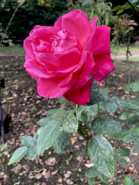 ばら,バラ,薔薇