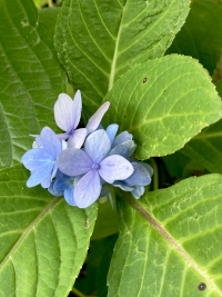 あじさい,アジサイ,紫陽花