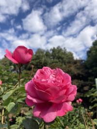 ばら,バラ,薔薇