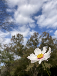 こすもす,秋桜,アキザクラ,コスモス