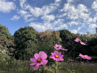 こすもす,秋桜,アキザクラ,コスモス
