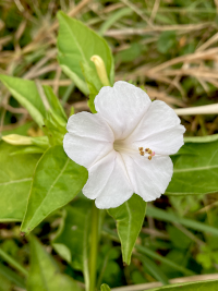 おしろいばな,オシロイバナ,白粉花