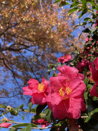 さざんか,サザンカ,山茶花