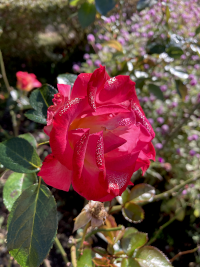 ばら,バラ,薔薇