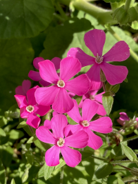 むしとりなでしこ,ムシトリナデシコ,虫取り撫子