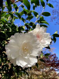 さざんか,サザンカ,山茶花