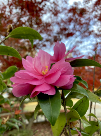 さざんか,サザンカ,山茶花