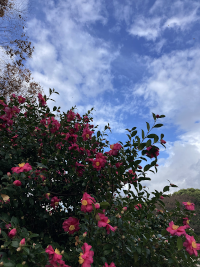 さざんか,サザンカ,山茶花