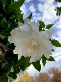 さざんか,サザンカ,山茶花