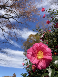 さざんか,サザンカ,山茶花