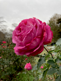 ばら,バラ,薔薇