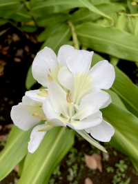 はなしゅくしゃ,ハナシュクシャ,花縮紗,花縮砂