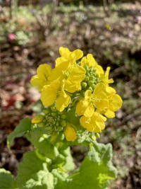 なのはな,ナノハナ,菜の花