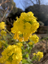 なのはな,ナノハナ,菜の花
