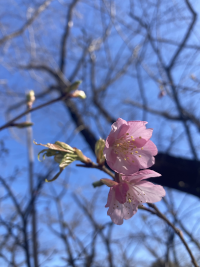 かわずざくら,河津桜,カワヅザクラ