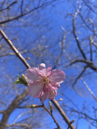かわずざくら,河津桜,カワヅザクラ