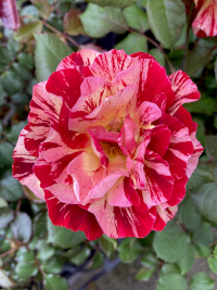 ばら,バラ,薔薇