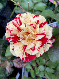 ばら,バラ,薔薇
