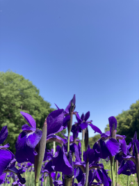 あやめ,アヤメ,菖蒲
