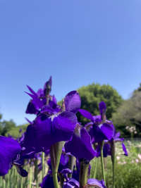あやめ,アヤメ,菖蒲