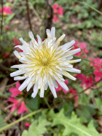 しろばなたんぽぽ,シロバナタンポポ,白花蒲公英
