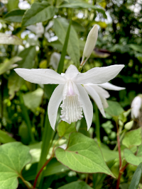 しろばらしらん,シロバナシラン,白花紫蘭