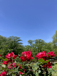 ばら,バラ,薔薇