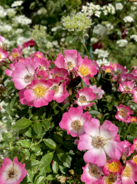 ばら,バラ,薔薇,モーツァルト
