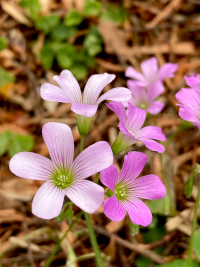 あじさい,アジサイ,紫陽花