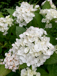 あじさい,アジサイ,紫陽花