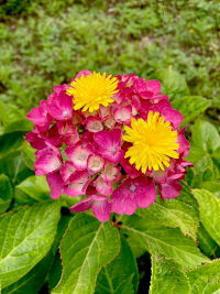 あじさい,アジサイ,紫陽花