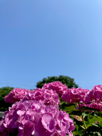 あじさい,アジサイ,紫陽花