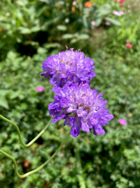まつむしそう,マツムシソウ,松虫草