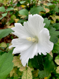 むくげ,ムクゲ,木槿