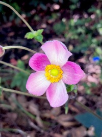 しゅうめいぎく,シュウメイギク,秋明菊